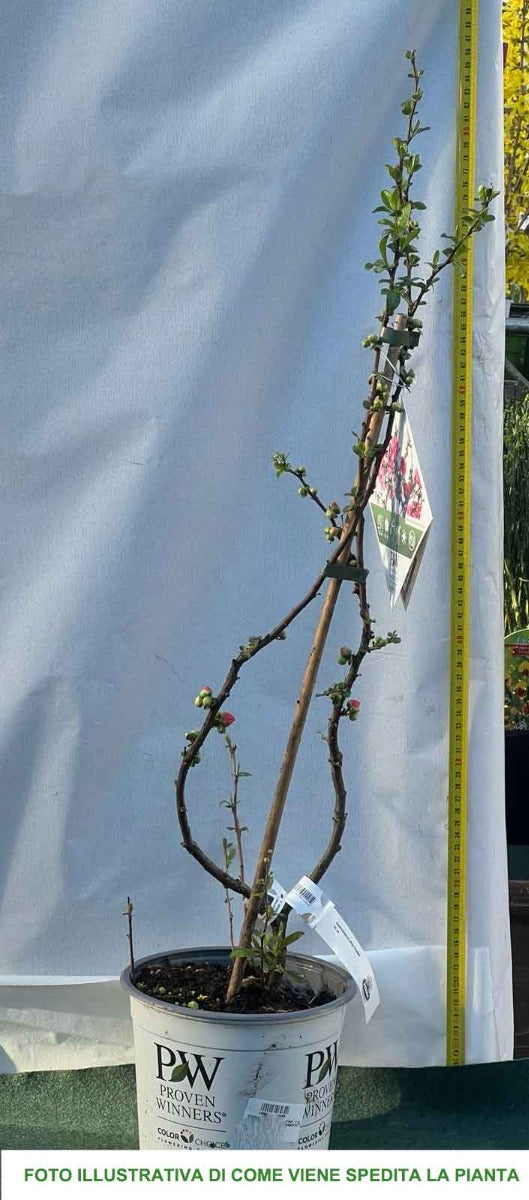 CHAENOMELES SPECIOSA PINK STORM COTOGNO GIAPPONESE VASO 18CM