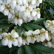 PIERIS JAPONICA DEBUTANTE VASO 17CM