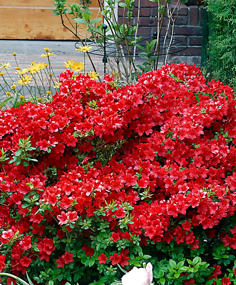 AZALEA JAPONICA RUSTICA ARABESK VASO 18CM