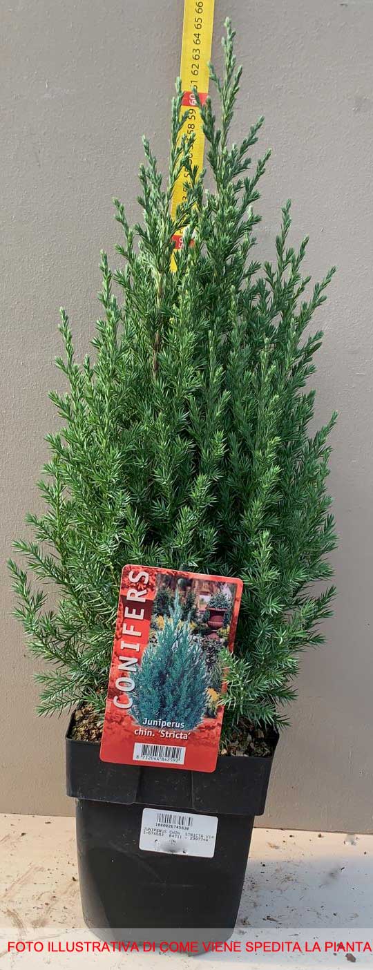 JUNIPERUS GINEPRO CHINENSIS STRICTA IN VASO 14CM