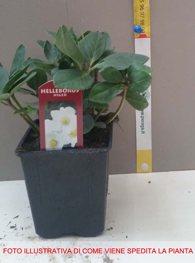 HELLEBORUS NIGER ROSA DI NATALE VASO 9CM