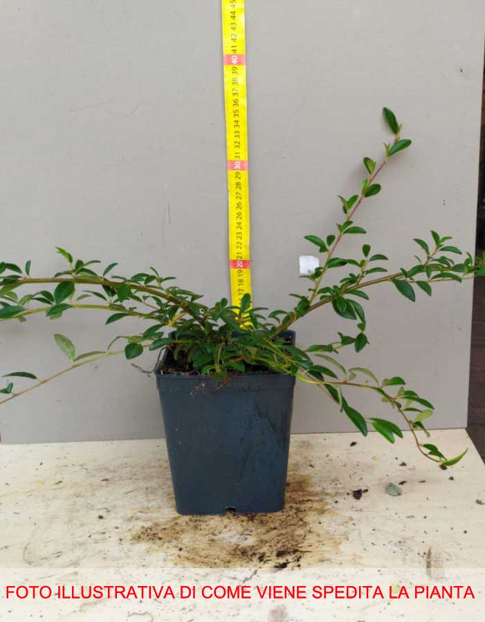 COTONEASTER COTOGNASTRO SALICIFOLIUS REPENS VASO 12CM