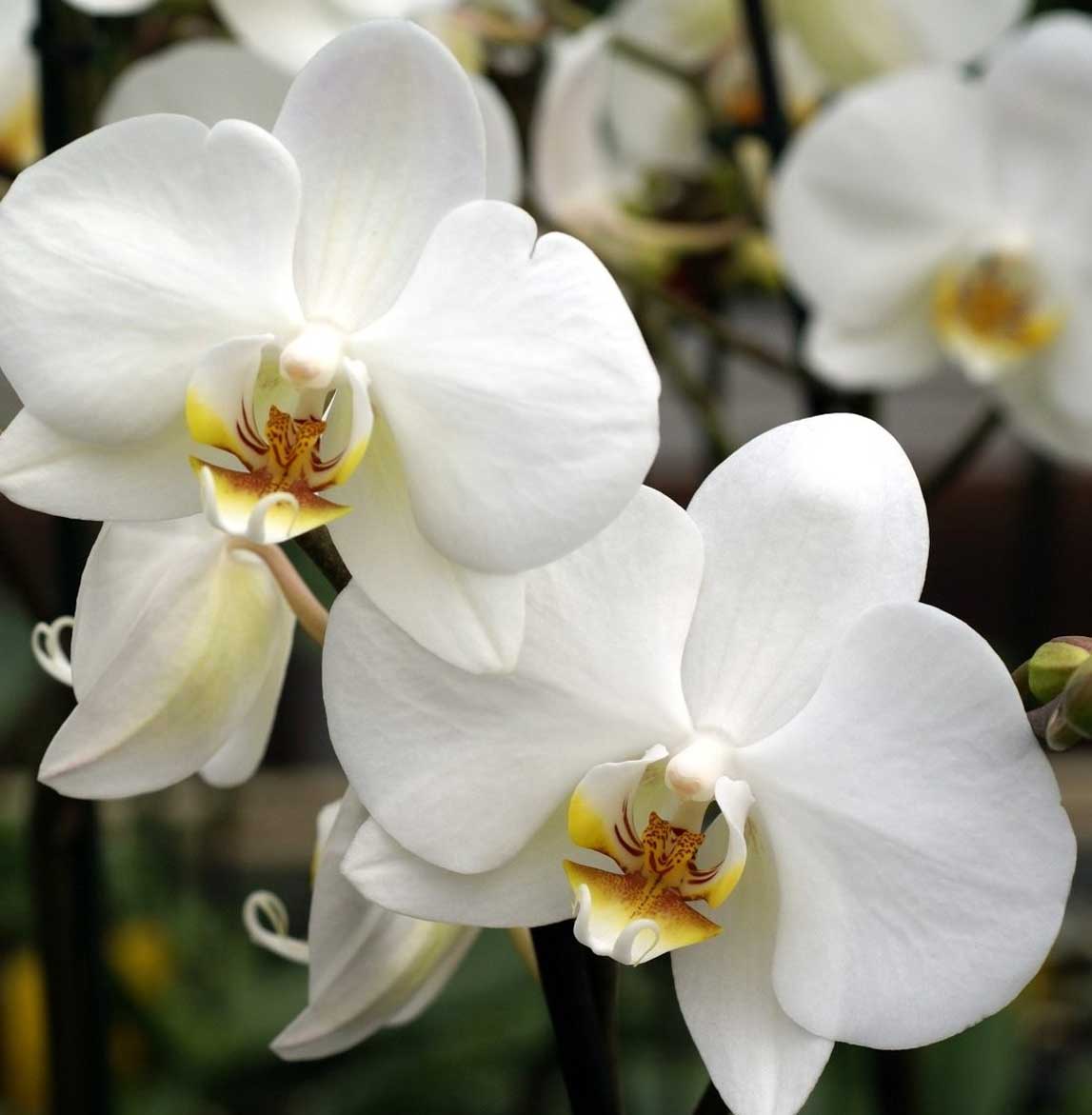 ORCHIDEA PHALAENOPSIS BIANCA VASO 12CM 2 RAMI