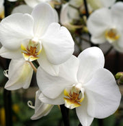 ORCHIDEA PHALAENOPSIS BIANCA VASO 9CM