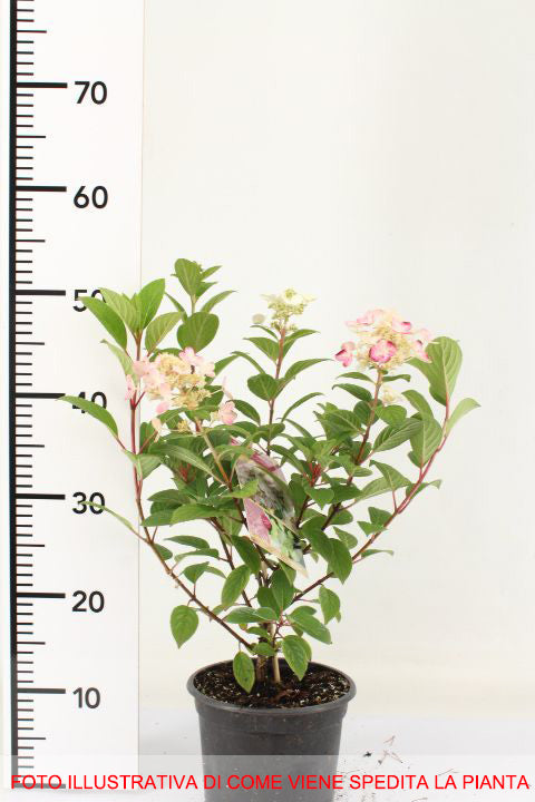 HYDRANGEA PANICULATA ORTENSIA EARLY SENSATION VASO 17CM