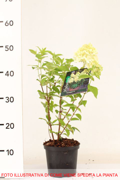 ORTENSIA HYDRANGEA PANICULATA LIMELIGHT VASO 18CM