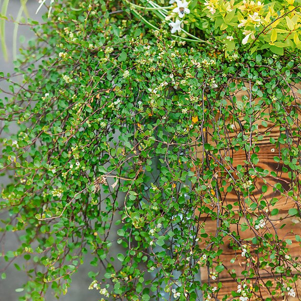 MUEHLENBECKIA COMPLEXA MAORI IN VASO 9CM