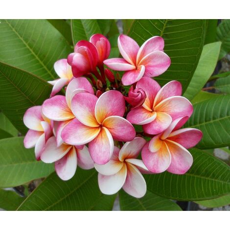 PLUMERIA POMELIA IN VASO 20CM ROSA E BIANCA, DIVINE