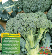 6 PIANTE IN PACK CAVOLO BROCCOLO PRECOCE HERACLION ORTOMIO