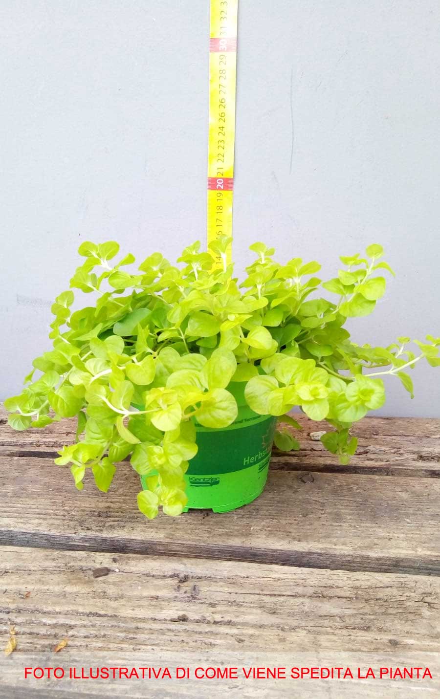 LYSIMACHIA GOLDILOCKS VASO 13CM
