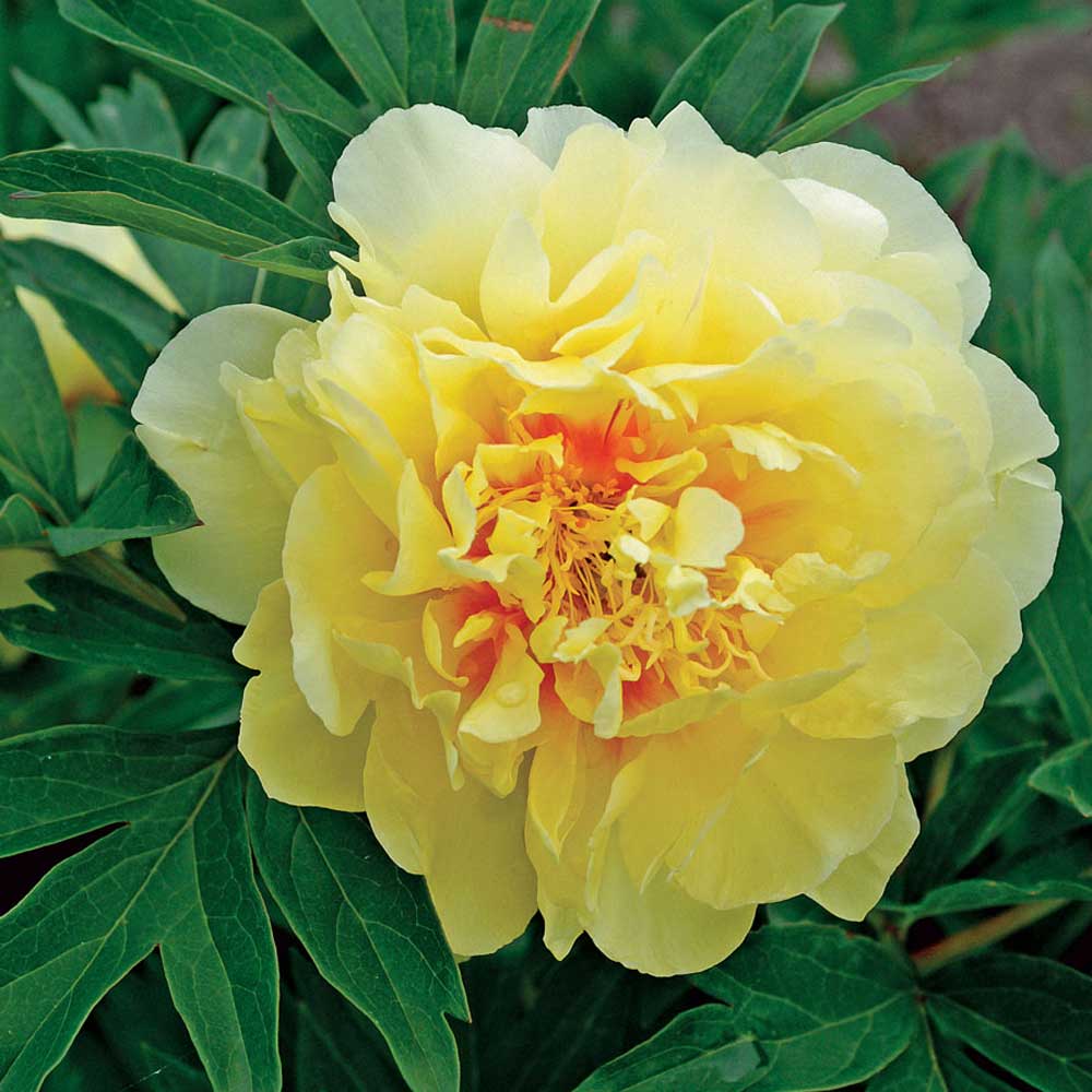 PEONIA  ITOH BARTZELLA VASO 18CM