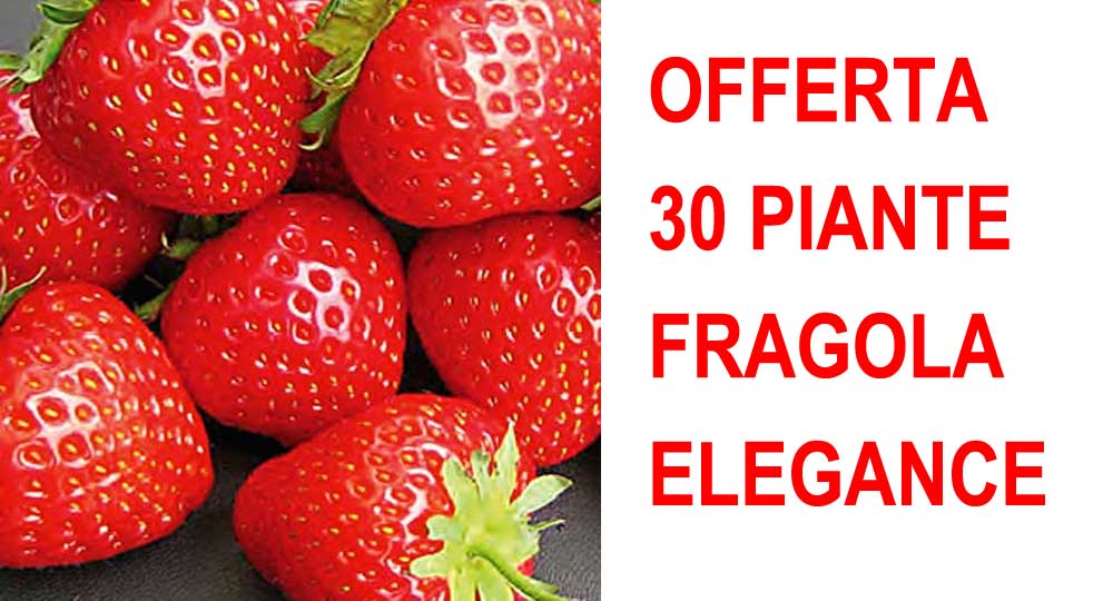 OFFERTA 30 PIANTE A RADICE NUDA FRAGOLA ELEGANCE