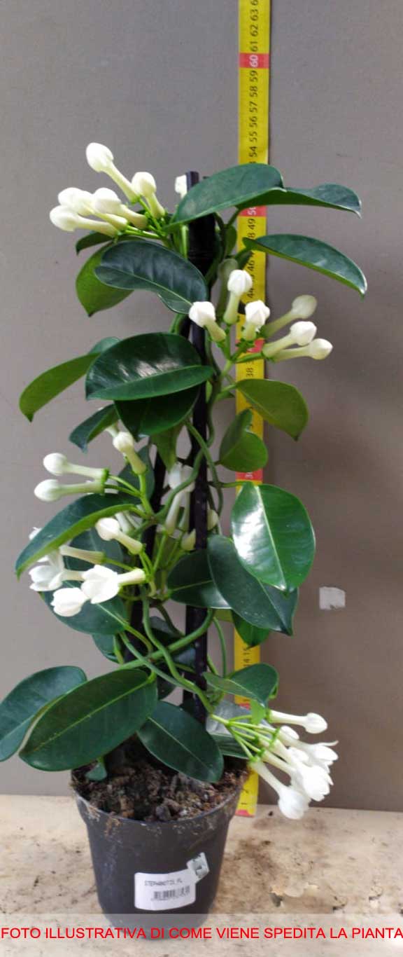 STEPHANOTIS FLORIBUNDA GELSOMINO DEL MADAGASCAR IN VASO 12CM