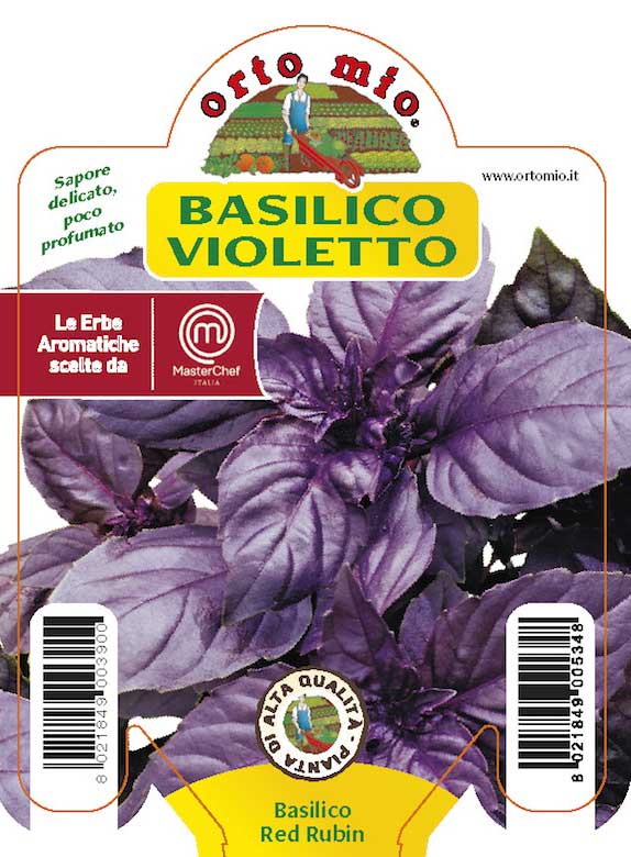3 PIANTE IN VASO Ø10CM DI  BASILICO VIOLETTO RED RUBIN