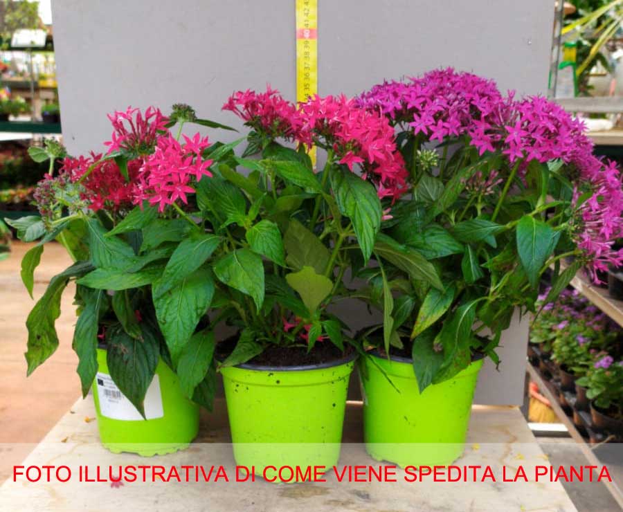 PENTAS FIOR DI STELLA COLORE ASSORTITO VASO 14CM