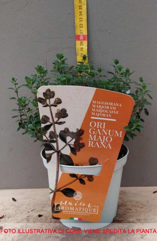 MAGGIORANA IN VASO 14CM