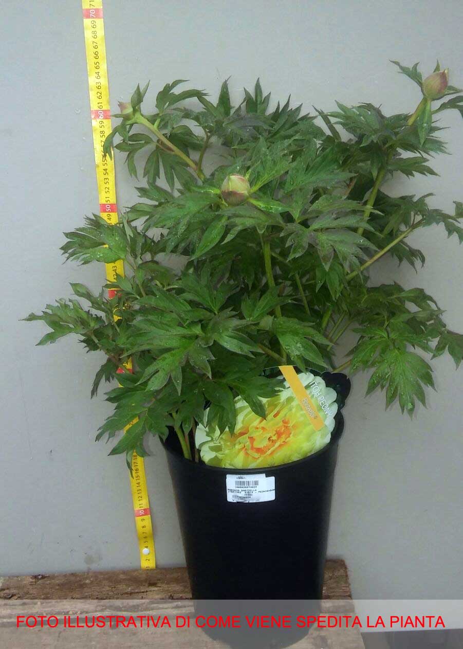 PEONIA  ITOH BARTZELLA VASO 18CM