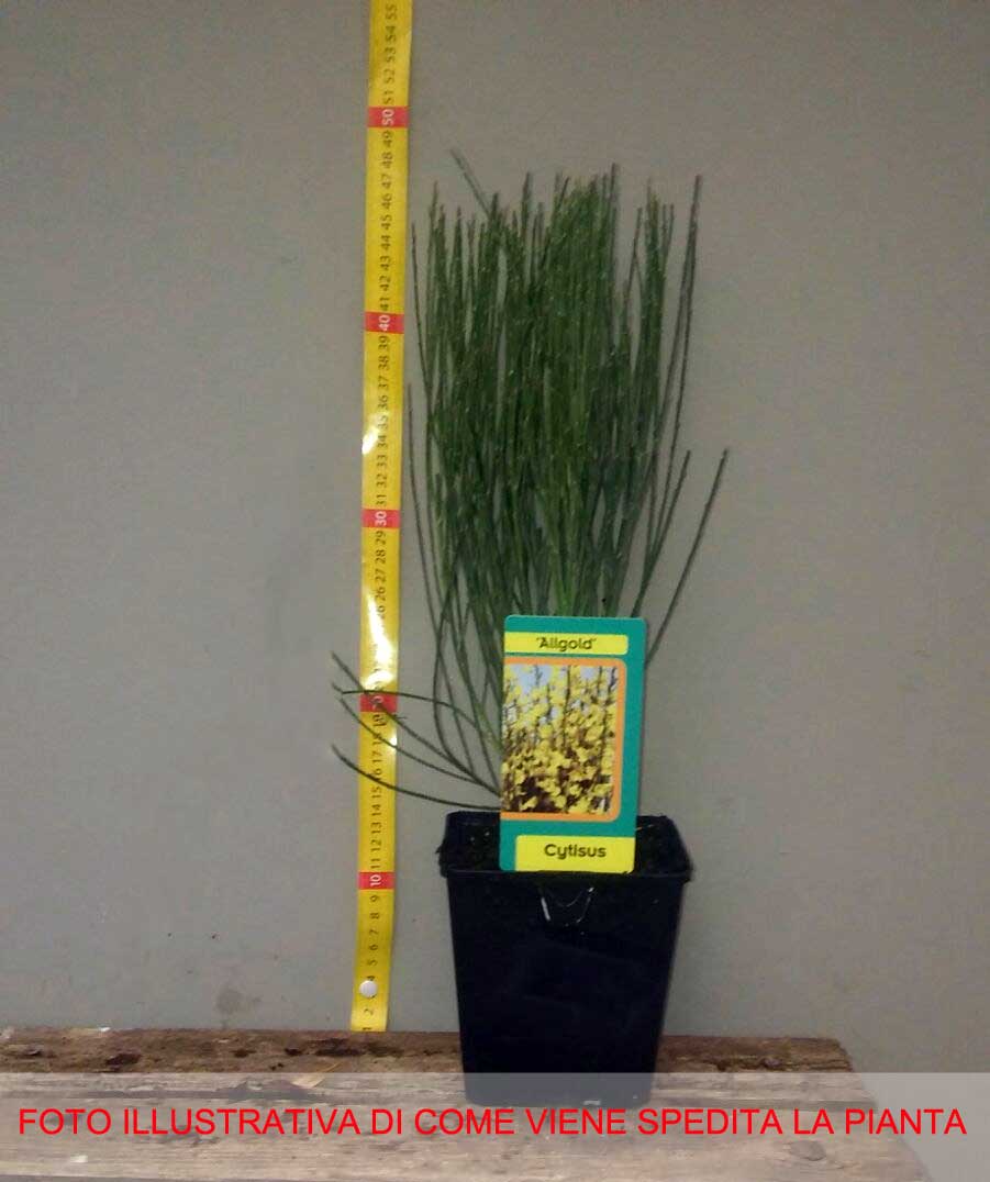 CYTISUS CYTISUS PRAECOX ALLGOLD VASO 14CM