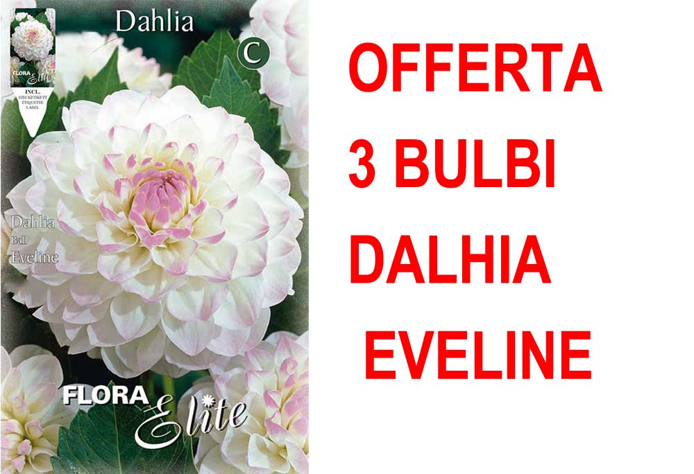 OFFERTA 3 BULBI DI DAHLIA EVELINE