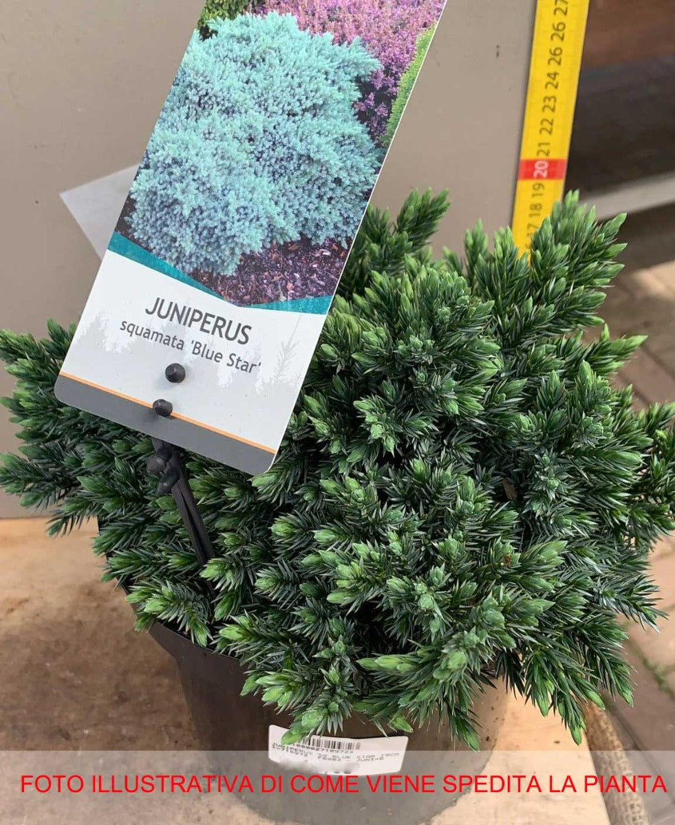JUNIPERUS GINEPRO SQUAMATA BLUE STAR IN VASO 19CM