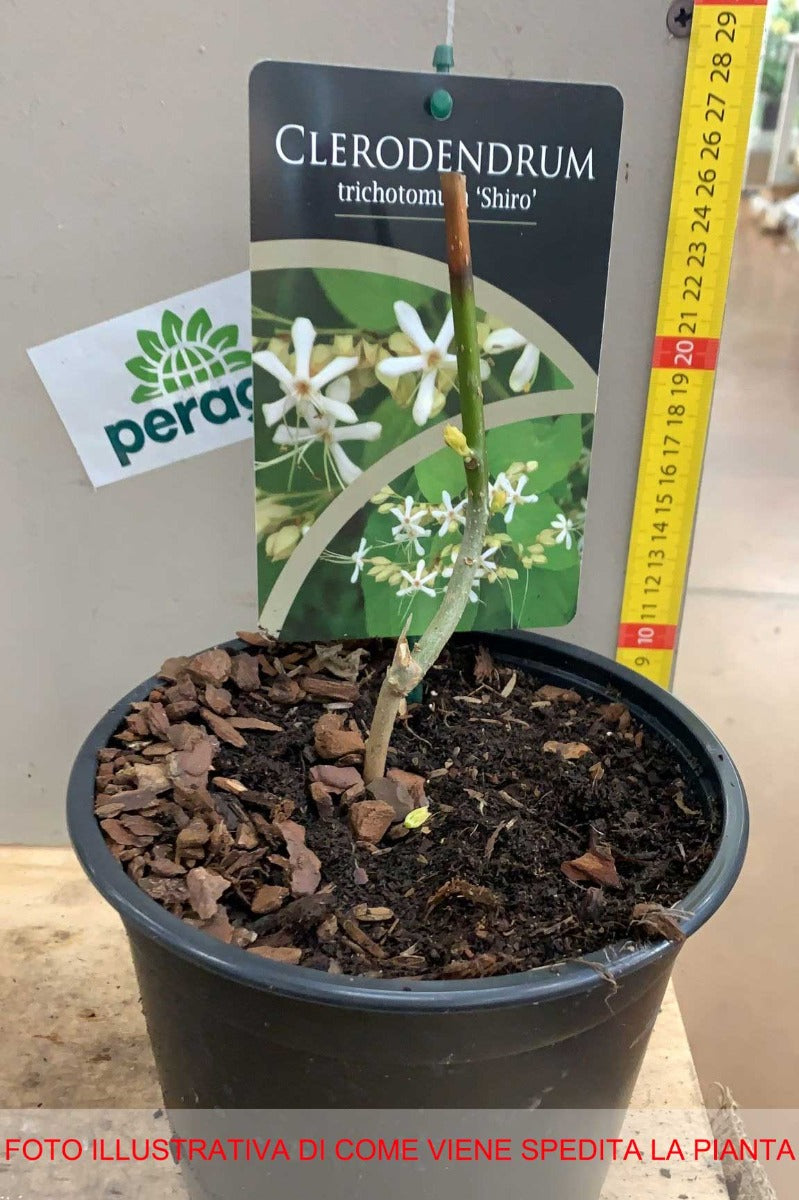 CLERODENDRUM TRICHOTOMUM SHIRO VASO 17CM