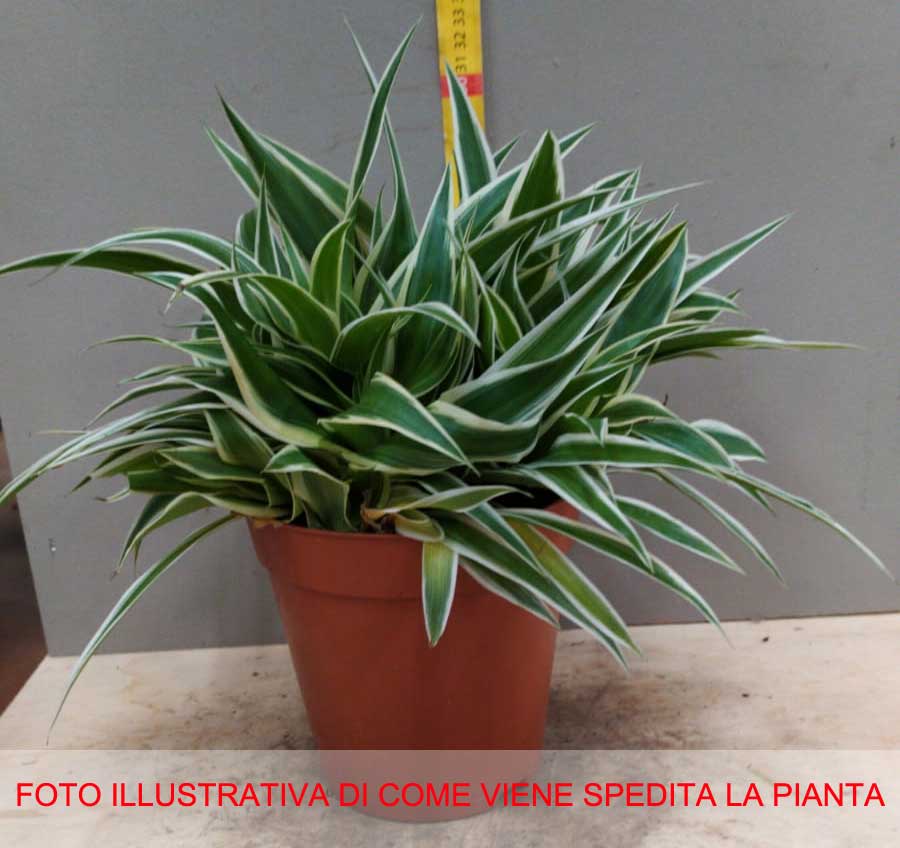 CHLOROPHYTUM OCEAN NASTRINO O FALANGIO VASO 15CM