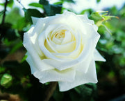 ROSA PAU CASALS GRANDE FIORE IN VASO 19CM