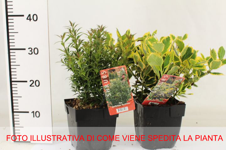 ILEX AGRIFOGLIO GOLDEN KING VASO 17CM