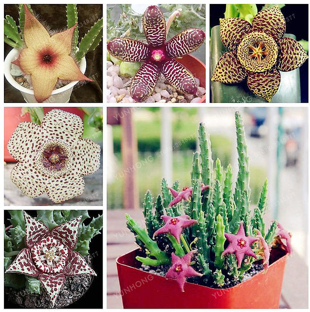 STAPELIA VARIETA' ASSORTITA VASO 5.5CM