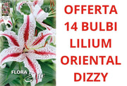 OFFERTA 14 LILIUM ORIENTAL DIZZY