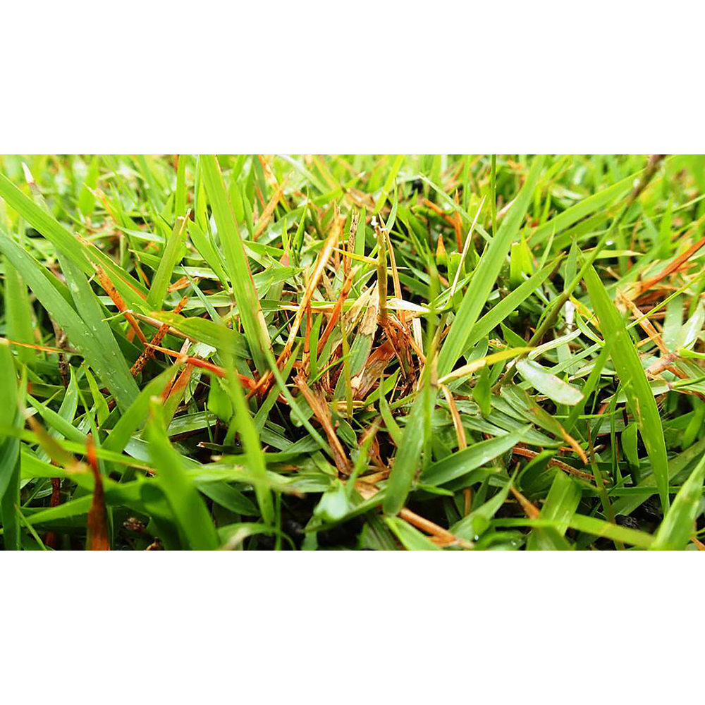 ESTRATTO INTEGRALE DI CASTAGNO 250G