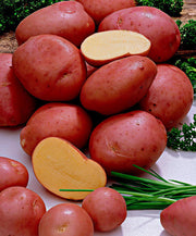 PATATE DESIRèE DA SEMINARE (CONFEZIONE DA 1.5KG)