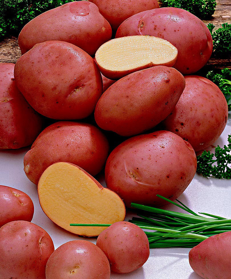 PATATE DESIRèE DA SEMINARE (CONFEZIONE DA 1.5KG)