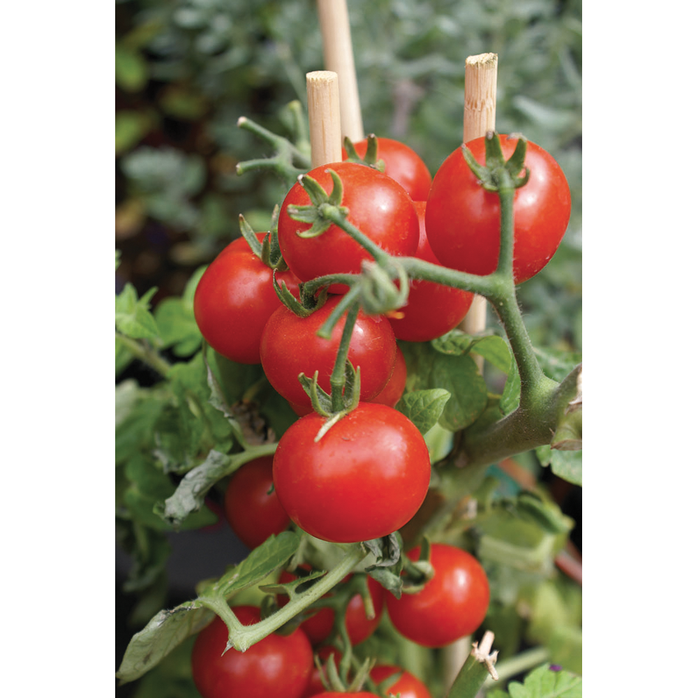 CONCIME LIQUIDO BIOLOGICO ORTO DA BALCONE 500G
