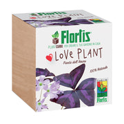 PLANTCUBE LOVE PLANT 7.5X7.5X7.5 CM