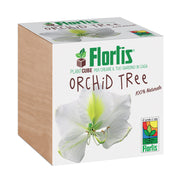 PLANTCUBE ORCHID TREE 7.5X7.5X7.5 CM
