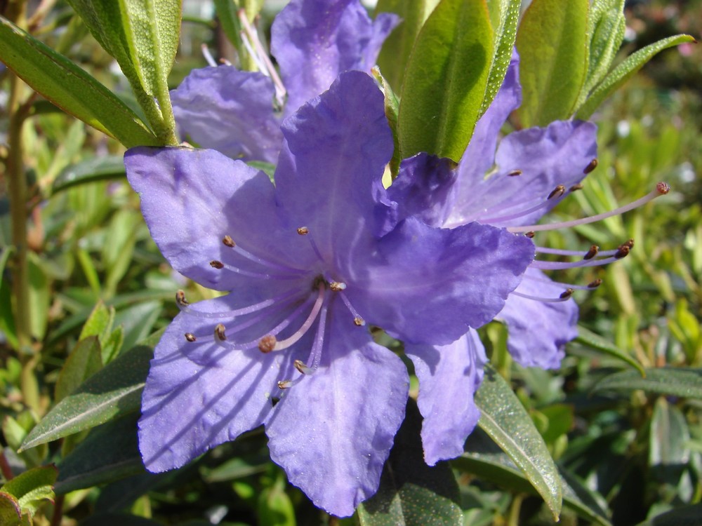 RODODENDRO BLUETTE IN VASO 21CM