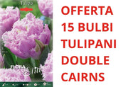 OFFERTA 15 BULBI DI TULIPANO DOUBLE FRINGED CAIRNS
