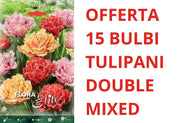 OFFERTA 15 BULBI DI TULIPANO DOUBLE FRINGED MIXED