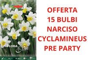 OFFERTA 15 BULBI DI NARCISO CYCLAMINEUS PRE PARTY