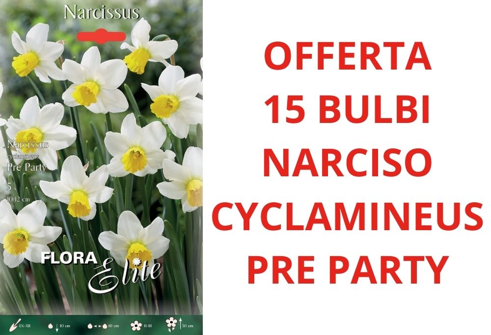 OFFERTA 15 BULBI DI NARCISO CYCLAMINEUS PRE PARTY