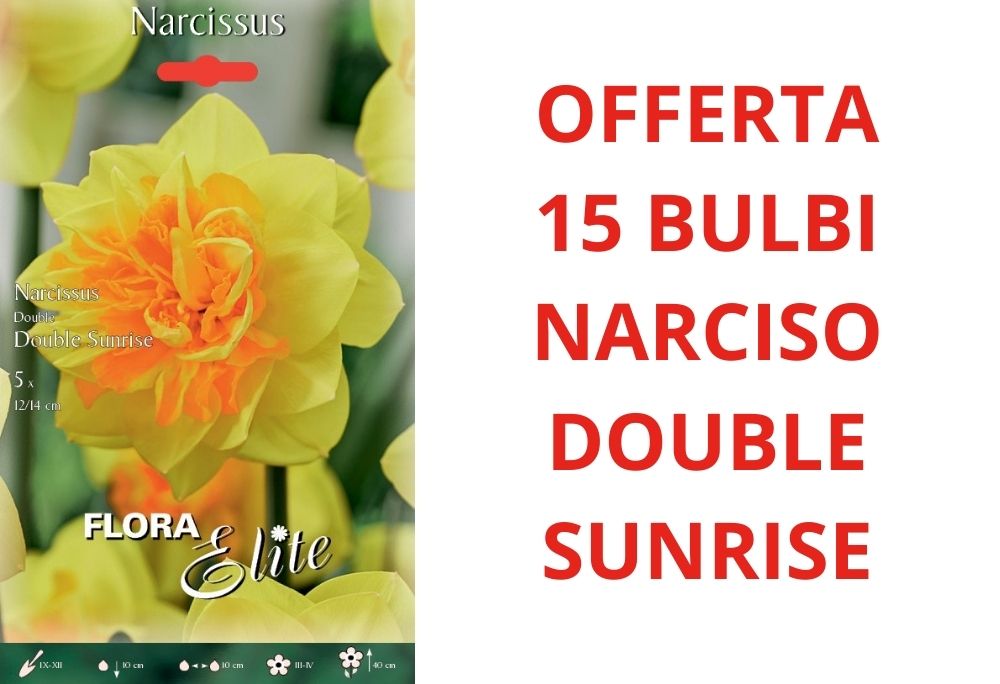 OFFERTA 15 BULBI DI NARCISO DOUBLE SUNRISE