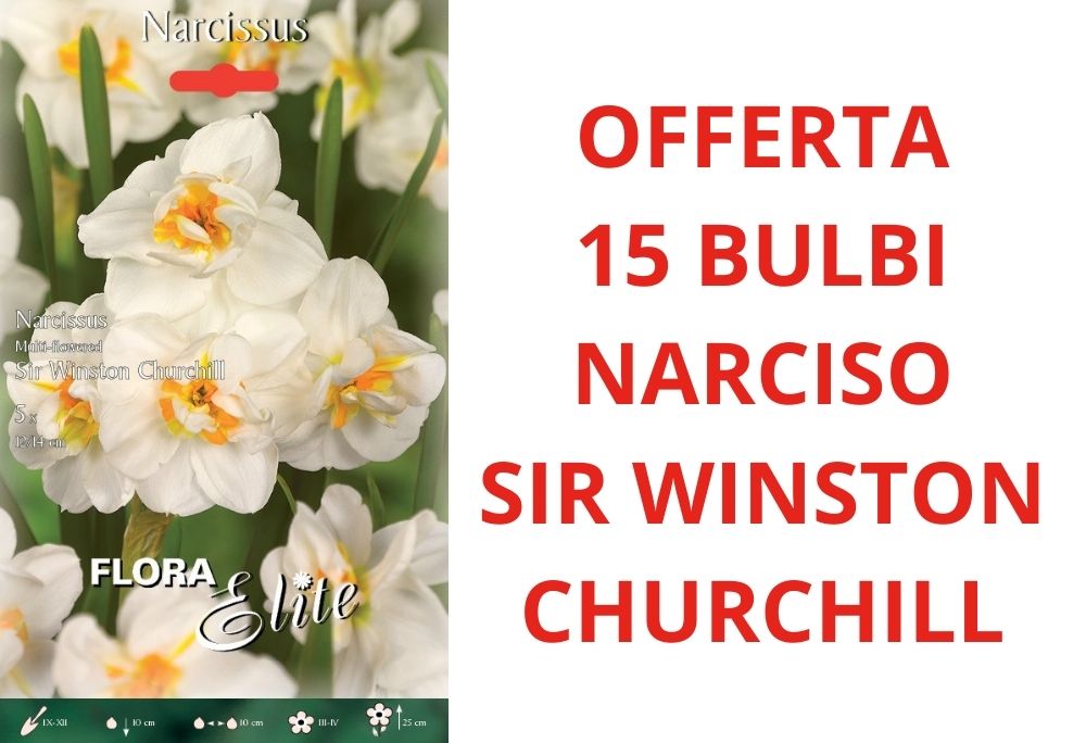 OFFERTA 15 BULBI DI NARCISO MULTI-FLOWERED SIR WINSTON CHURCHILL