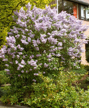 SYRINGA LILLA' KATHERINE HAVEMEYER IN VASO 26CM