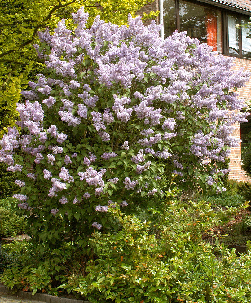 SYRINGA LILLA' KATHERINE HAVEMEYER IN VASO 26CM