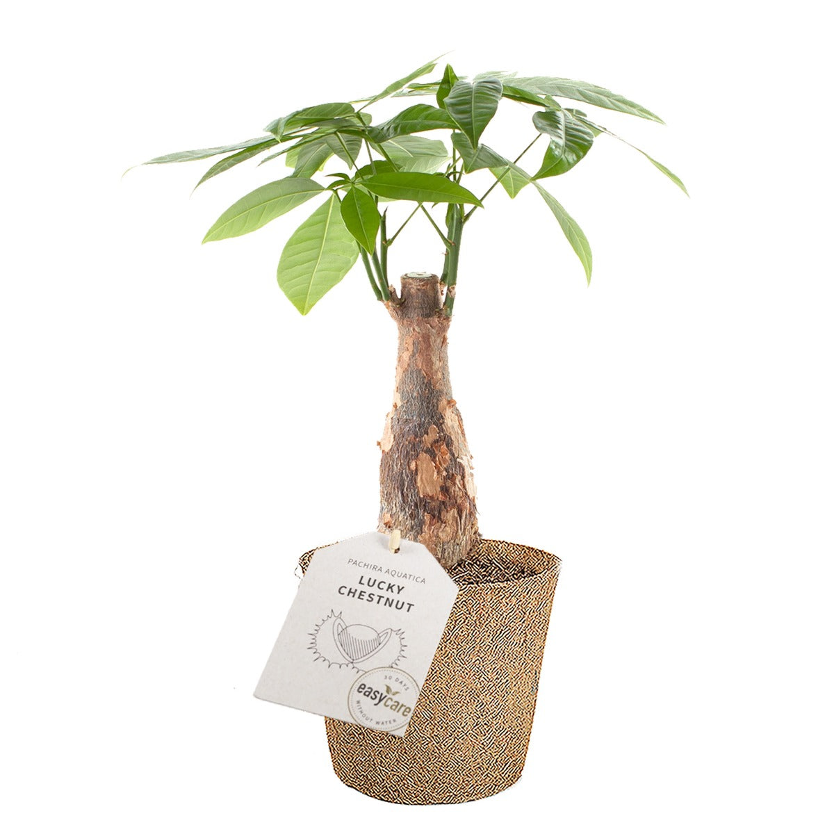 PACHIRA ACQUATICA IN VASO 9CM