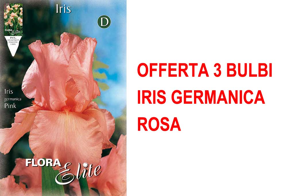 OFFERTA 3 BULBI IRIS GERMANICA ROSA
