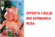 OFFERTA 3 BULBI IRIS GERMANICA ROSA