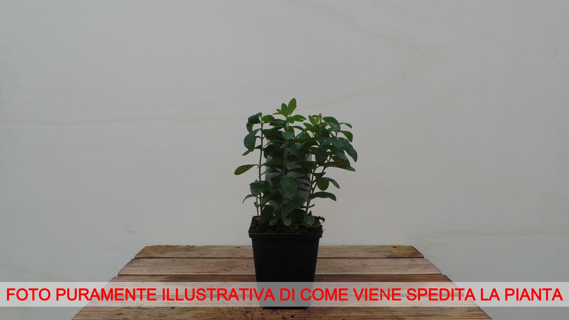 IPERICO HYPERICUM CALYCINUM VASO 9CM