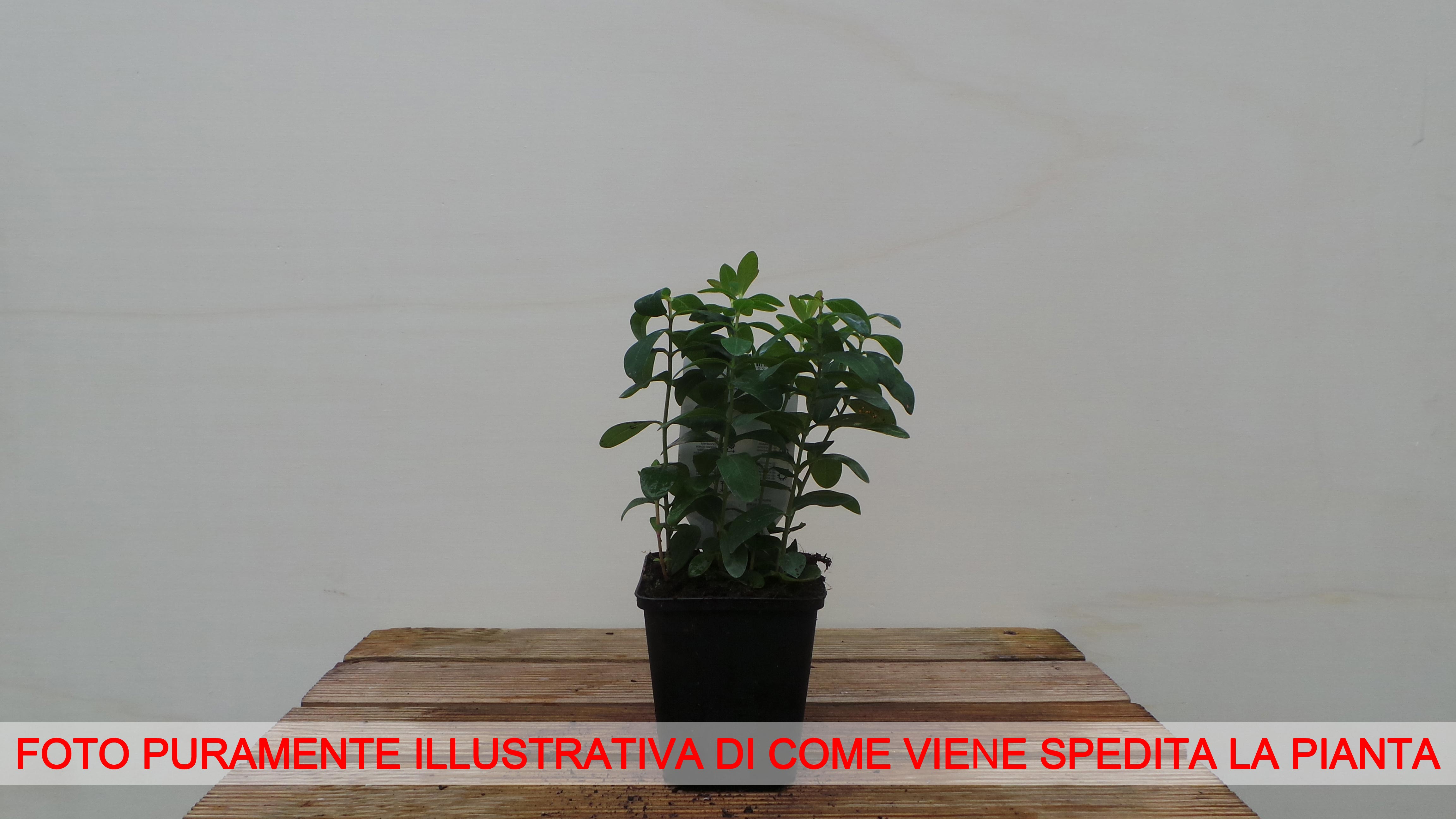 IPERICO HYPERICUM CALYCINUM VASO 9CM